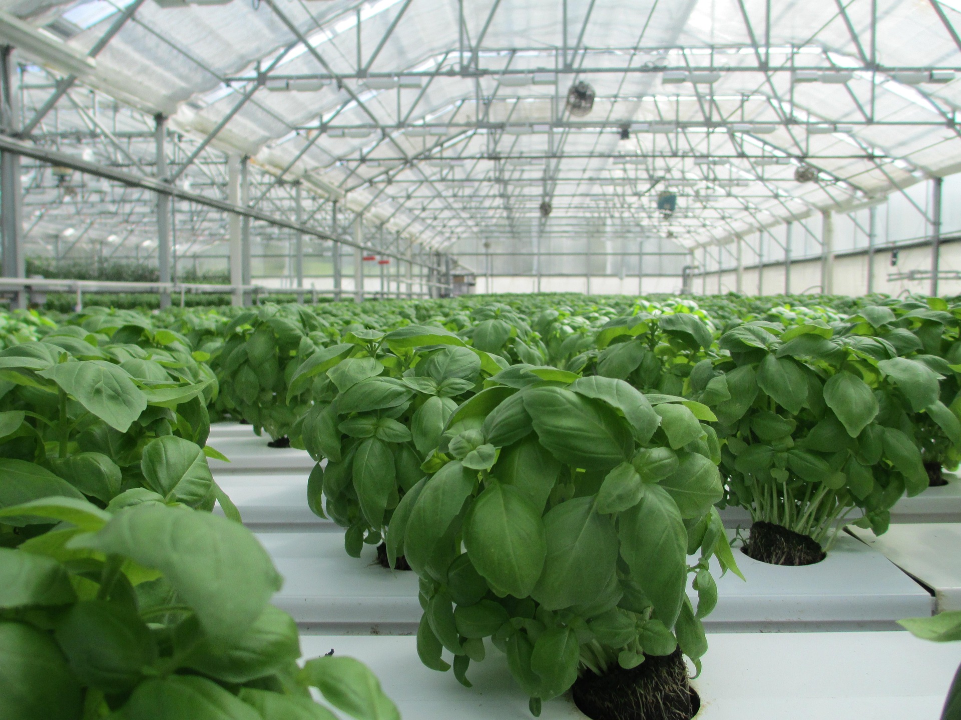 Aquaponics and Hydroponics Systems for Year-Round Production