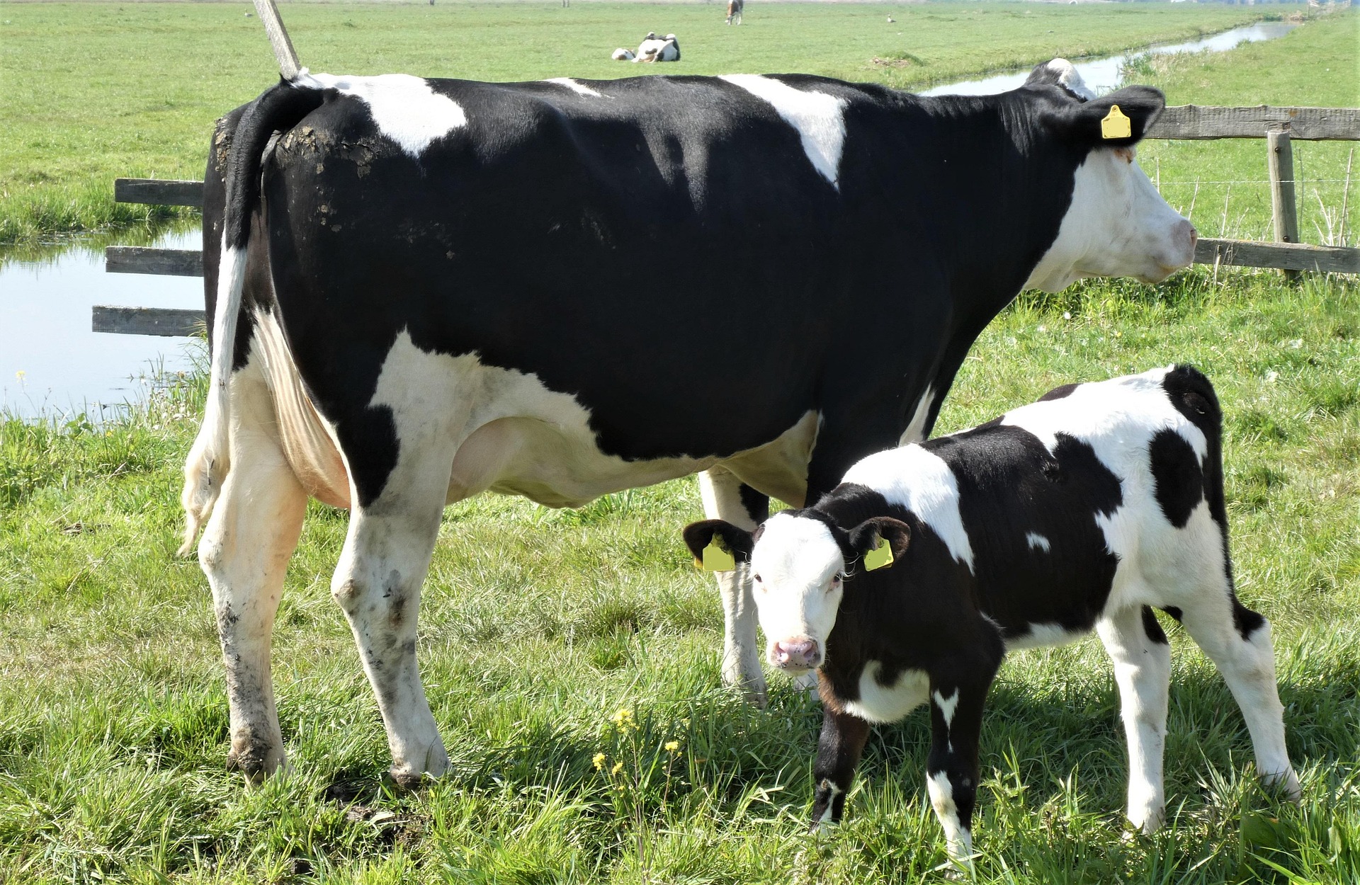 Dairy Farming: Milking Cows, Goats, and Other Livestock