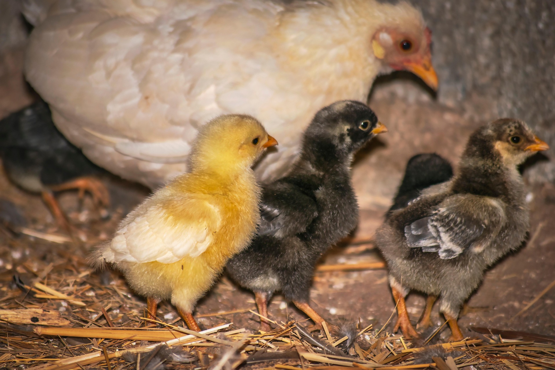 Caring for Chickens: Coop Design and Maintenance