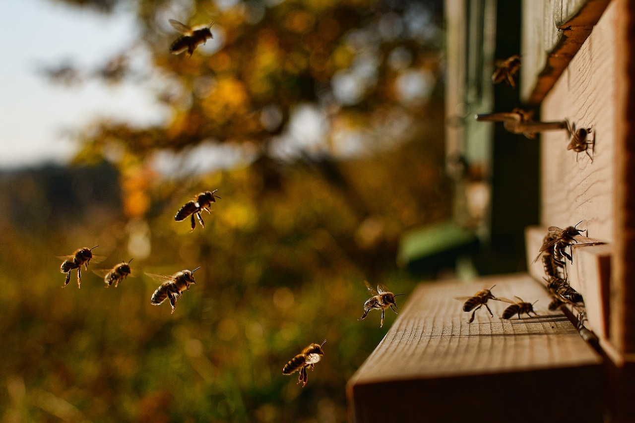 Bee Hives: Types, Advantages, and Best Practices for Modern Apiaries