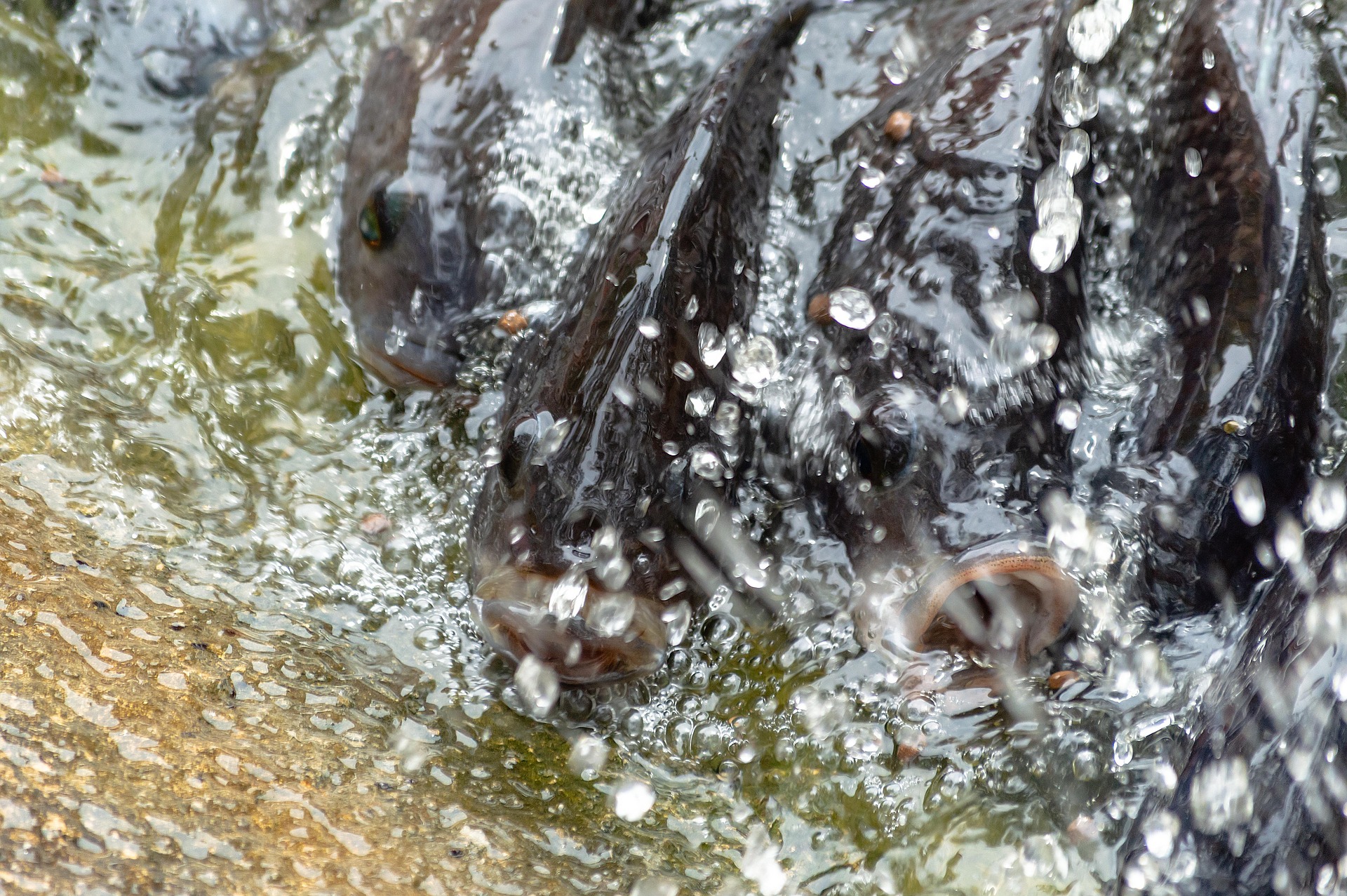 Raising Tilapia: A Beginner’s Guide to Freshwater Fish Farming